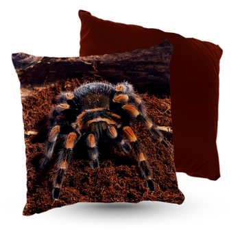 Poduszka welur pająk brachypelma 40x40 cm