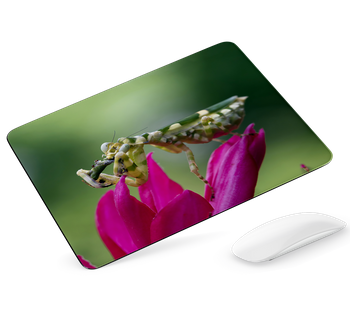 Podkładka pod mysz -Modliszka