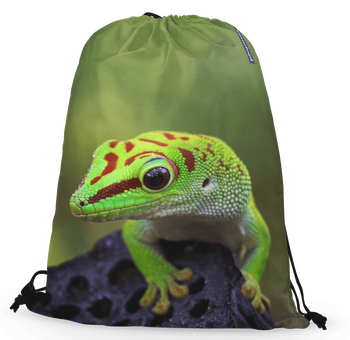 Worko-plecak felsuma madagaskarska