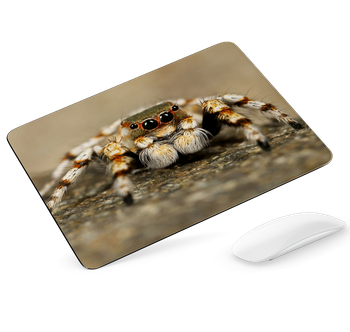Podkładka pod mysz Pająk skakun