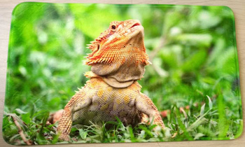 Dywanik 45x75 cm z grafiką agama brodata gady